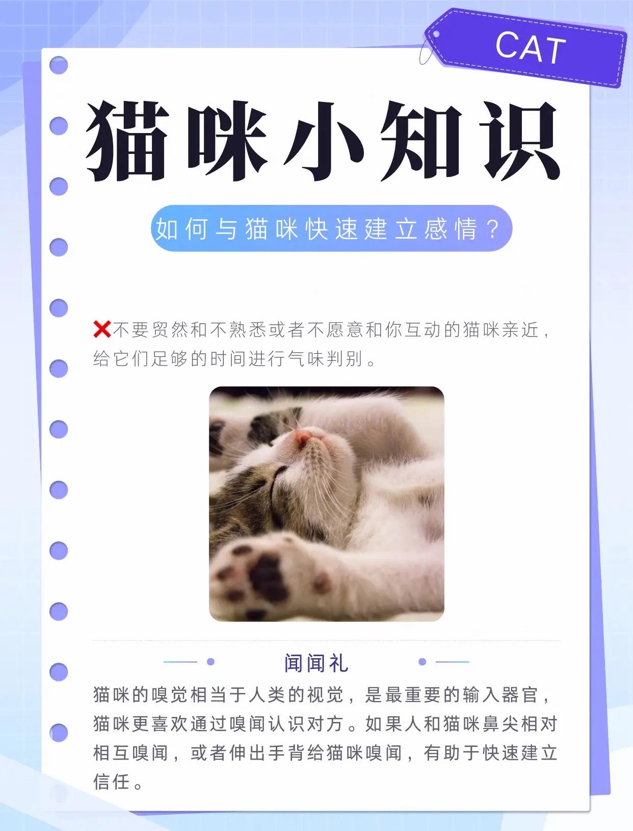 宠物亲密度提升，解锁更多互动